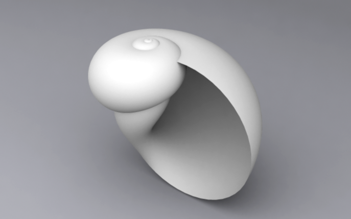 Snail Natica Stellata.png